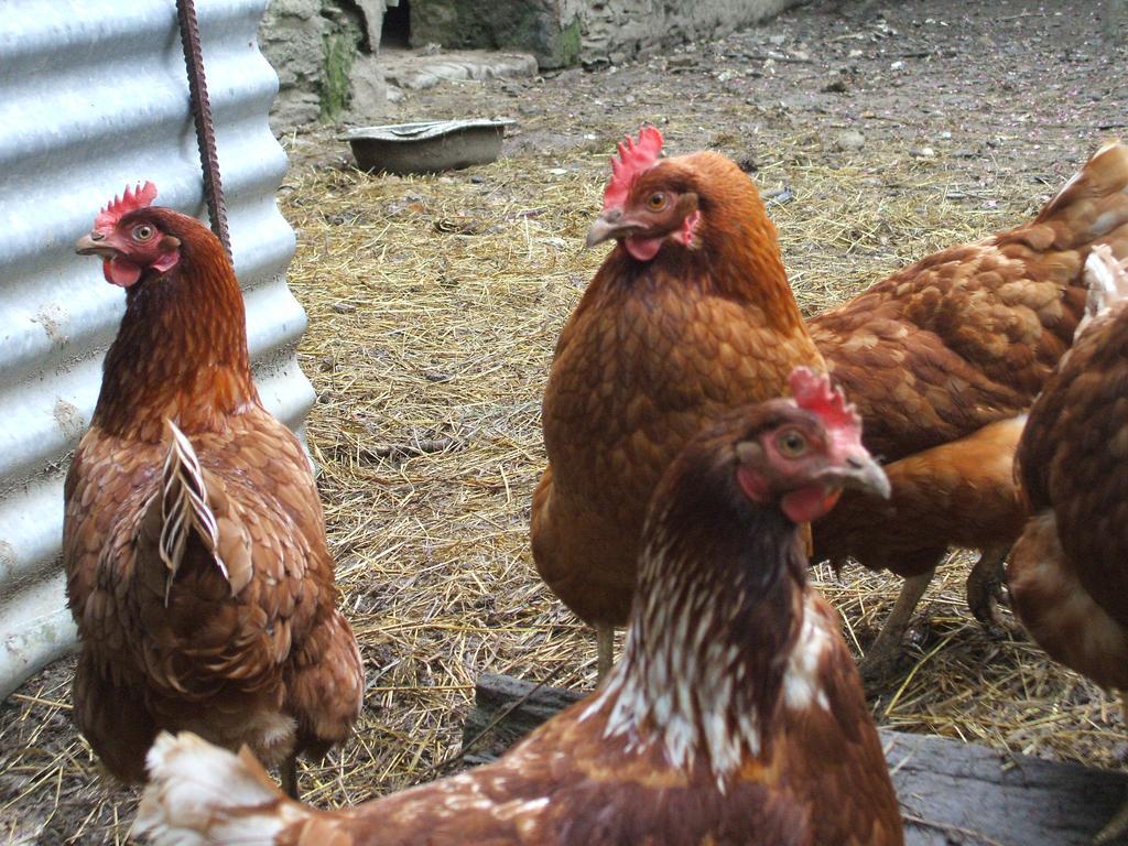 La Haye Gites Et Chambre D'Hotes Avrillé Εξωτερικό φωτογραφία